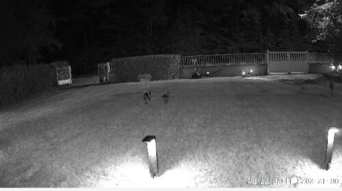   Cococam 4G Portable Magnétique : Caméra PTZ 300° Camping RV photo review