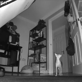 Cococam 2K WiFi Intérieur Noir : Caméra PTZ Batterie Alexa photo review