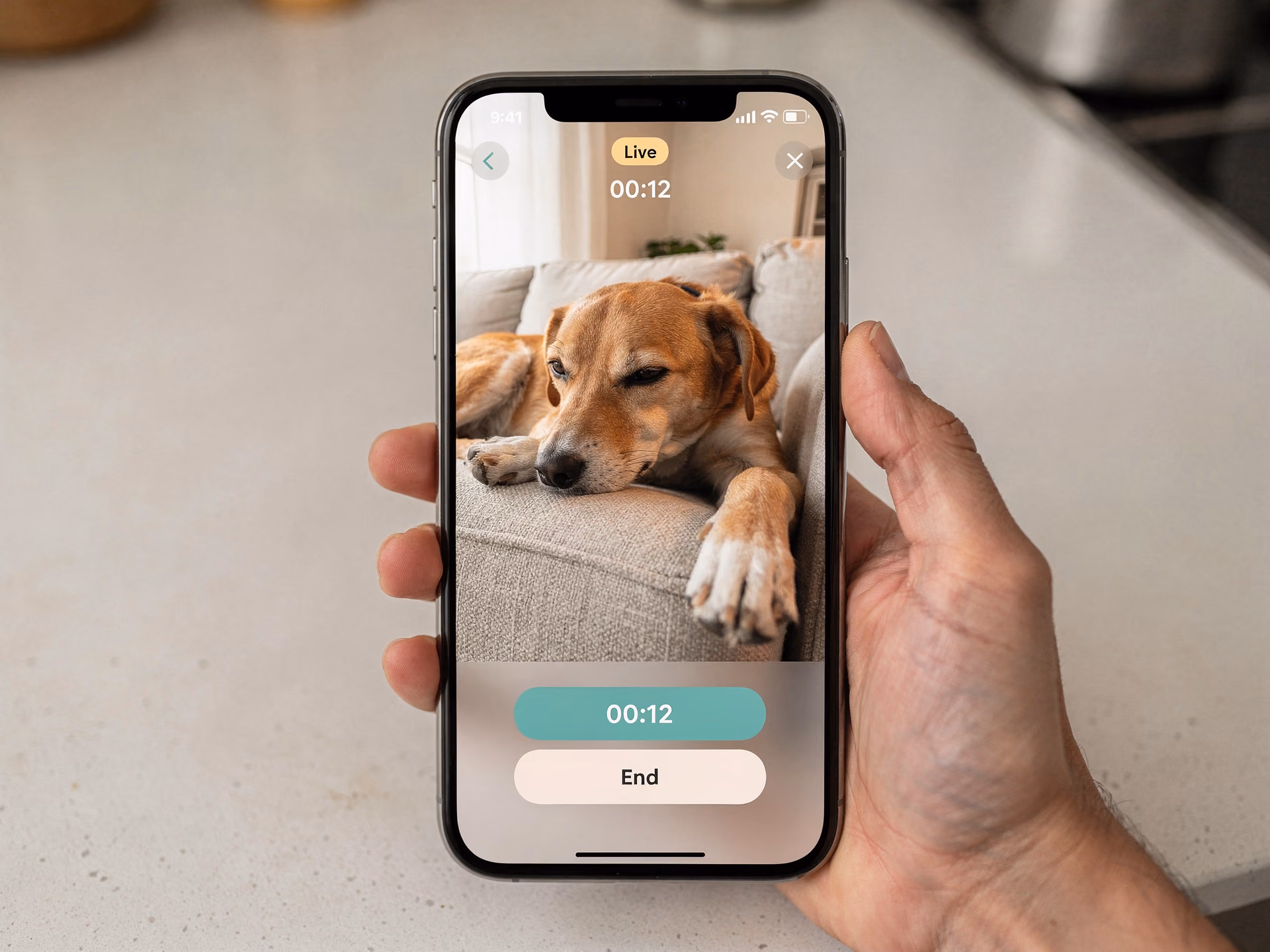 Smartphone tenu en main affichant l'app de surveillance avec un chien sur le canapé